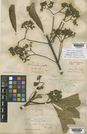 Image result for Vitex madiensis