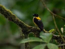 Image result for Eschenbachia tigrensis