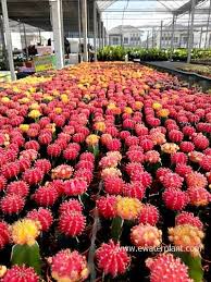 If you like the flavor and are looking for some health benefits you may be wondering where to buy cactus juice. 34 Garden House Plant In Thailand Ideas Ground Orchids Hanging Plants Caladium