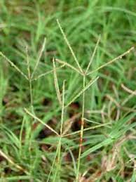 Image result for Cynodon incompletus