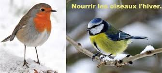 Préférez les boules de graisse et le tournesol noir, surtout pas de pain. Comment Nourrir Les Oiseaux Pendant L Hiver