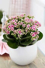 Kalanchoe Como Cuidar Mudas E Ideias De Decoracao Vasos Rusticos Suculentas Cozinha Romantico