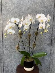 Visit our website to learn about our products and place an order when flowsent opens the new san rafael distribution center later this summer we'll be able to deliver in an hour or less. Mppndiblyp0s2m
