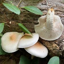 Image result for Lentinus edodes