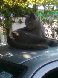 Gato Gris Sobre El Techo De Un Auto Grey Cat On A Car Cat Love Cats Car Cat