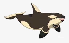 Transparent Orca Whale Clipart Cartoon Free Transparent Clipart Clipartkey 500x336 blue whale clipart marine animal. transparent orca whale clipart