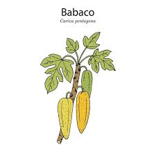 Image result for Carica