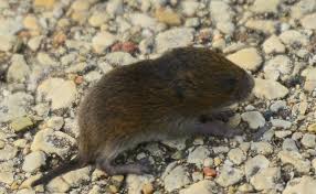 We did not find results for: Mouse And Vole Control Gardener S Supply