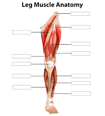 Leg muscle anatomical structure, labeled front, side and back view diagrams. 10 Best Printable Worksheets Muscle Anatomy Printablee Com