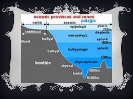 To get the exact idea take a quick look at meters to feet conversion table. Epipelagic Zone Trooper Vincent Vanity Facts This Zone Is 0 Meters To 200 Meters Deep About 600 Feet Holds 90 Of Marine Life Sunlight Ppt Download