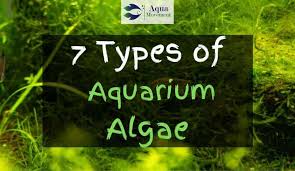 So i'm noticing some green spot algae on my glass. 7 Aquarium Algae Types With Pictures Aqua Movement
