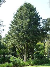 Image result for Tannodia swynnertonii