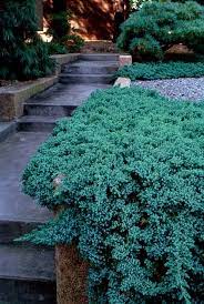 These Aren T Your Grandparents Junipers Landscaping With Rocks Japanese Garden Asian Landscape