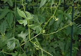 Image result for Diplocyclos