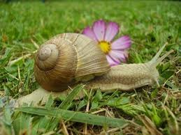 Comment Faire Un Elevage D Escargot Elevage Escargot Escargot Animaux
