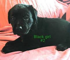 If you applied for the dog before the status change, your application was received in time and will be reviewed. Pets For Adoption In Vt