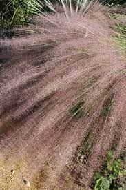 Muhlenbergia Pink Flamingos Summer Flowers To Plant Florida Native Plants Rabbit Resistant Plants
