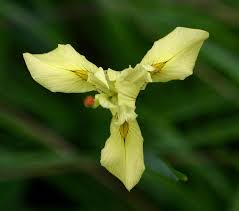 Image result for Moraea spathulata