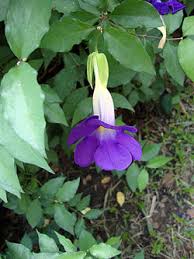 Image result for Thunbergia vogeliana