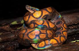 Brazilian Rainbow Boa Care Sheet | Reptifiles