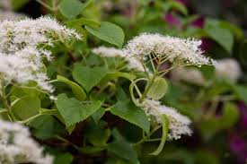 Water the plant well an hour or so before you plant it. Hydrangea Anomala Subsp Petiolaris Bbc Gardeners World Magazine
