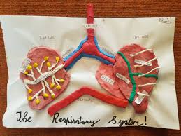 Stem 3d Models Of The Lungs Constructed By 5th And 6th Class Garrafrauns National School Scoil Mhuire Na Garfrain