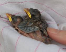 House Sparrow Nests Eggs And Young Photos