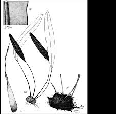 Image result for Elaphoglossum acrostichoides