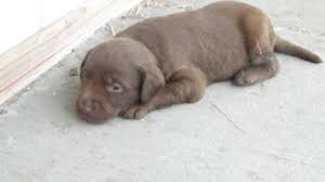 We hope you will find the cutest and adorable puppy here that makes you happy for life. Chocolate Lab Puppies Pets And Animals For Sale Michigan