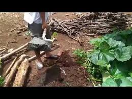 Jangan langsung diletakkan di tempat terbuka sebelum usia tanam hasil yang didapat pun jauh lebih besar daripada anda menanam jahe di lahan biasa. Cara Menanam Jahe Di Lahan Terbuka Jahe Gajah Usia 2 Bulan Di Lahan Terbuka Youtube Selanjutnya Diamkan Selama 15 Hari Kemudian Potong Menjadi 5 Mata Tunas Perimpang Lalu Anda Harus Menjemur Kembali Selema 1 3