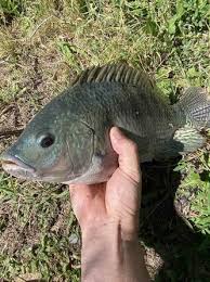 Tilapia Are Now In The Aquaponic System | Aquaponic Family