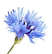 Pin On Wedding Flowers