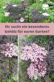 Bluhende Geholze Fur Den Garten In 2020 Bepflanzung Garten Pflanzen