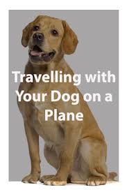 Can I Take My Dog On A Plane Dogs On Planes Dogs Why Do Cats Purr