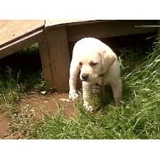 Black labrador dog yellow lab puppies labradoodle labrador retriever dogs animals holiday labrador retrievers animales. Bossen S Labradors Labrador Retriever Breeder In Florence Oregon