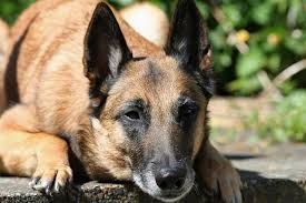 Mittellang, unter den augen gut gemeißelt; Malinois Rassebeschreibung Wesen Haltung Und Pflege