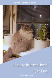Aug 8, 2020 / 02:44 pm cdt. Happy International Cat Day Home Improvement Facets