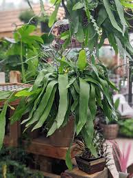 The first flowering comes after a few years. Epiphyllum Oxypetalum Care Growing Night Blooming Cereus