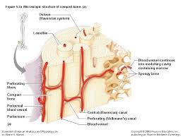 Cortical bone forms the extremely hard exterior while cancellous bone fills the interior. The Structure Of A Long Bone Humerus A