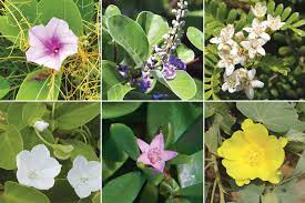 Check spelling or type a new query. Native Hawaiian Flowers Beach Beauties Hawaii Beach Flowers