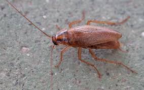Maybe you would like to learn more about one of these? Les Cafards Deviennent Impossibles A Tuer