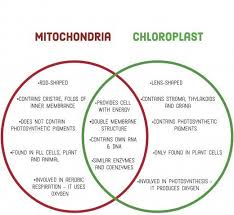 Compare And Contrast Chloroplasts And Mitochondria Mitochondria Compare And Contrast Science Text