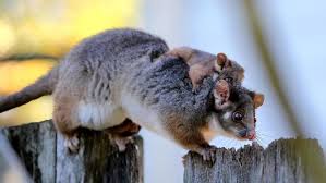 Explore tweets of perthnow @perthnow on twitter. Https Images Perthnow Com Au Cdn Ampproject Org I S Images Perthnow Com Au Publication Fd74764107cbc8d577834df2d3ba124d 15334737 Animals Wild Pets Koala Bear