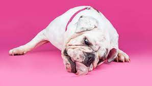 Dog Licking Carpet Reasons Why And What You Can Do About It