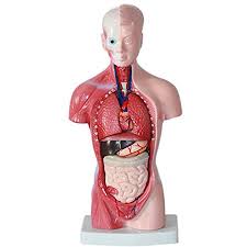 Use this anatomy teaching model in your home or classroom to educate our future medical professionals about the human body. Human Body Model 28cm Torso Human Internal Organs Anatomical Model Medical Teaching Aids Skeleton Children S Educational Toys Torso Body Anatomy Heart Brain Skeleton School Educational 11inch Walmart Canada