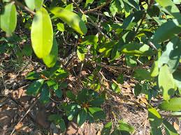 Image result for Englerophytum