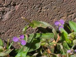 Image result for Buchnera leptostachya