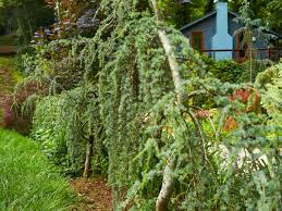 Remove dead flowers to encourage more blooms. Shade Loving Plants Perennials Annuals Southern Living