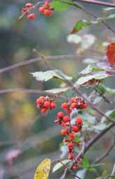 Image result for Commiphora fulvotomentosa