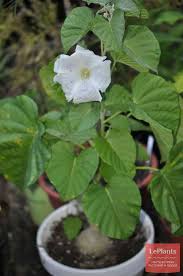 Image result for Ipomoea albivenia